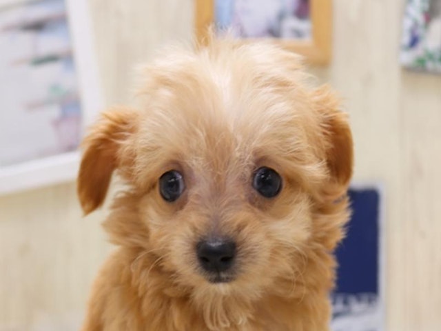 広島県のハーフ犬・ミックス犬 (ペッツワン広島LECT店/2024年8月30日生まれ/男の子/レッド)の子犬